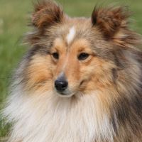 Portrait de CH.Silver Dream Nowhere Man, dit Endro Portrait de CH.Silver Dream Nowhere Man, dit Endro