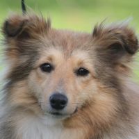 Portrait de Gavotte de Goazilec Portrait de Gavotte de Goazilec