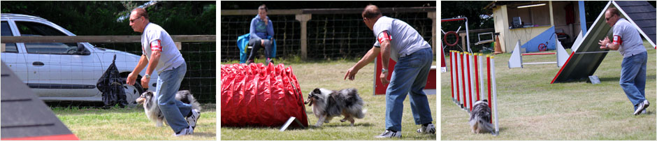 Sheltie de Goazilec en agility