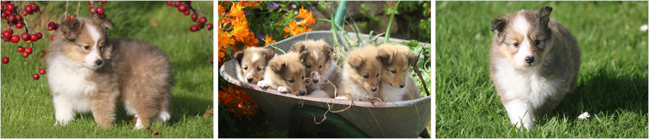chiots et portees de shetland chez Goazilec chiots et portees de shetland chez Goazilec