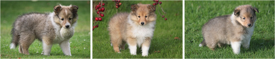 Chiots et portees berger des shetland chez Goazilec en Bretagne Chiots et portees berger des shetland chez Goazilec en Bretagne