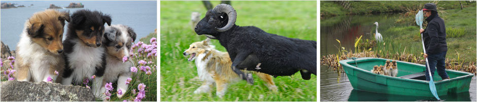 Bergers des Shetland de Goazilec