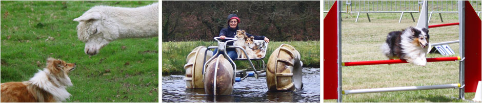 Shelties de Goazilec