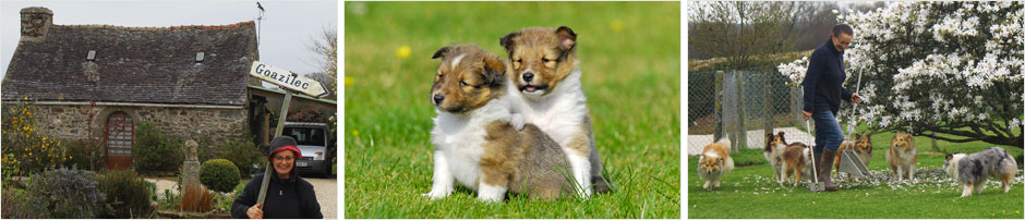 Elevage de bergers des Shetland de Goazilec