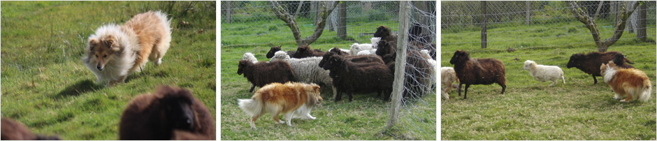 Berger des Shetland de Goazilec au troupeau