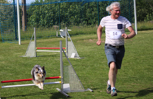 Sheltie de Goazilec en agility
