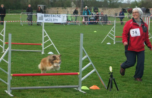 Shetland de Goazilec agilitiste