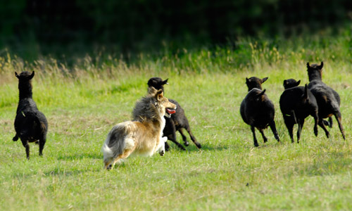 Shetland de Goazilec au troupeau